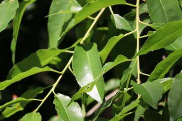 Bright green leaves in close-up with sunlight creating vibrant highlights.