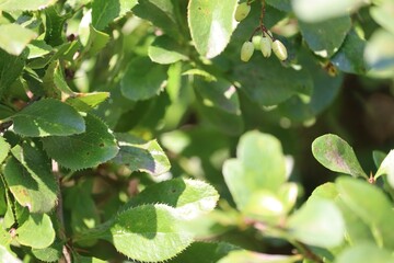 Vibrant green leaves on a branch with natural sunlight shining through.