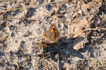 Close-up of a butterfly resting on sandy soil, showcasing its detailed wings.