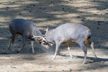 Fighting Stag