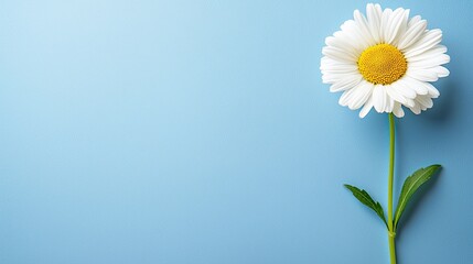 Nature's daisy flower blue background