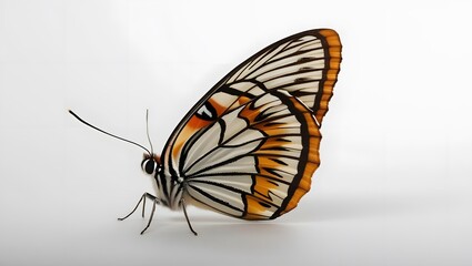 Monarch butterfly, detailed wings, orange white and black color pattern