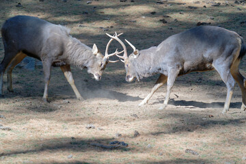 Fighting Stag
