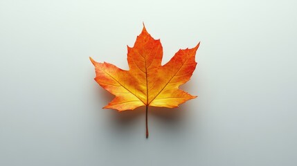 Single orange maple leaf on a white background