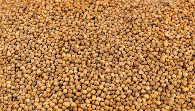 Coriander Seeds Texture Background, Cilantro Grains Pattern, Chinese Parsley Seed Banner, Dry Spices