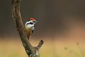 Middle spotted woodpecker - Dendrocopos medius perched at dark background. Photo from Białowieża Forest in Poland. Copy space on right side.