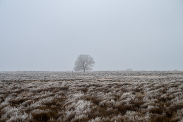 Ginkelse heide on a dutch winter day. With frost on trees
