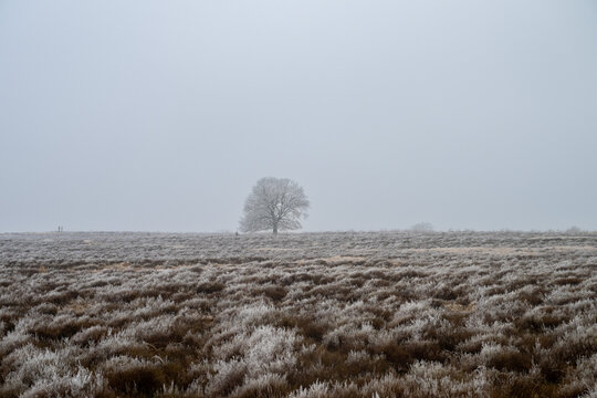 Ginkelse heide on a dutch winter day. With frost on trees
