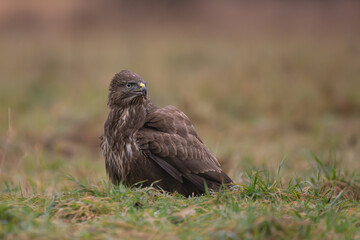 Common Buzzard - Buteo buteo on ground in green grass at green brown background. Photo from Białowieża Forest in Poland.