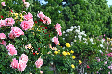 Roses garden in Volksgarten Vienna springtime nature background