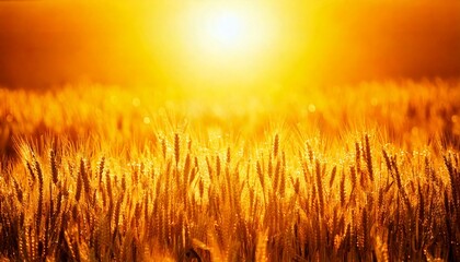 太陽に照らされて輝く小麦畑の風景