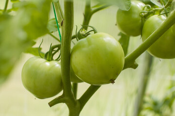 ripe tomatoes on a branch in the greenhouse. Gardening, harvest