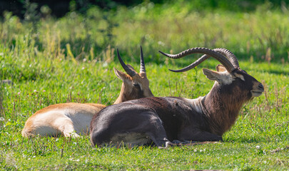 Nile lechwe pair, (Kobus megaceros), resting on the green grass, with the sunlight behind him