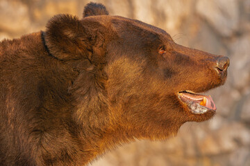  brown bear, (Ursus arctos), portrait of the side of his head, with evening light
