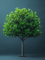 A lush green tree with a full canopy against a dark background, symbolizing nature and growth.