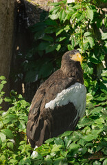 Steller's sea eagle (Haliaeetus pelagicus), with your back to the sun, surrounded by dense green vegetation