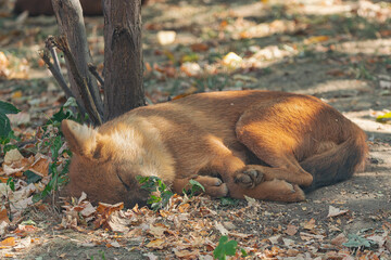 dhole, (Cuon alpinus), sleeping near a tree in the forest