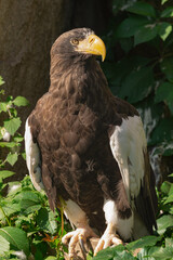 Steller's sea eagle (Haliaeetus pelagicus), perched on a piece of wood, facing the sunlight and surrounded by vegetation