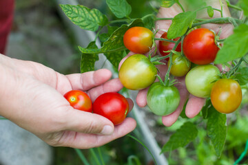 women's hands, harvesting, tomatoes in their hands,