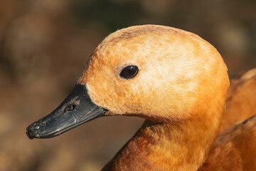  ruddy shelduck, (Tadorna ferruginea), close portrait of his head, with evening light