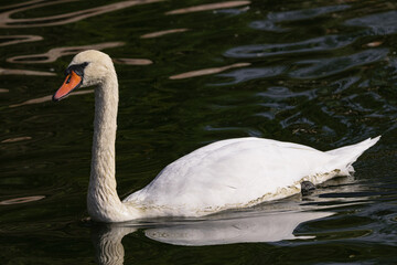 mute swan, (Cygnus olor) , swimming calmly in a lake