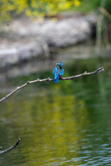 Kingfisher British Wildlife common kingfisher bird flying