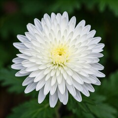white daisy flower