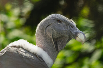 Andean condor, (Vultur gryphus), lateral portrait of his head, with vegetation in the background