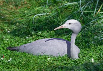  blue crane, (Grus paradisea), resting on green grass, with sunlight