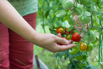 women's hands, harvesting, tomatoes in their hands,