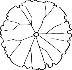 hand drawn cartoon top view of tree illustration.