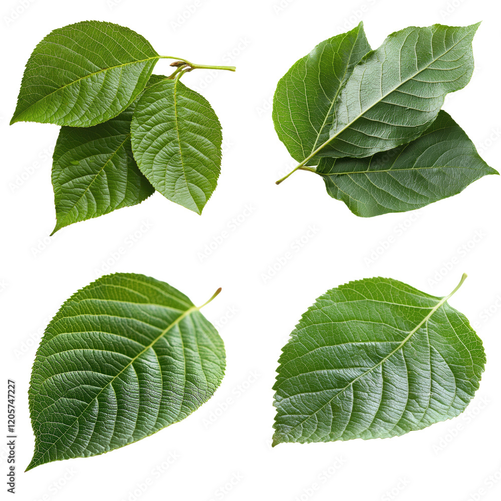 Poster four distinct leaves of a green tree showcasing various shapes and sizes on a natural background iso