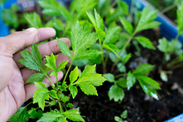  Green leaves of White mugwort or Artemisia lactiflora.