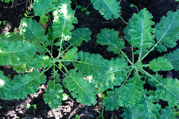 Kale plant in garden. Kale is a genus of flowering plants in the family Asteraceae.