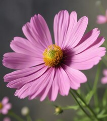 Obraz premium Close-up of a delicate cosmos flower in full bloom, flora, petals