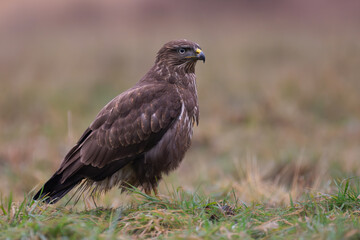 Common Buzzard - Buteo buteo on ground in grass at  brow n background. Photo from Białowieża Forest in Poland.