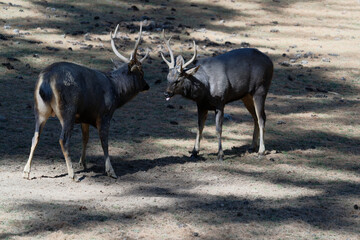 Fighting Stag