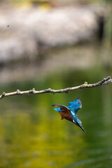 Kingfisher British Wildlife common kingfisher bird flying