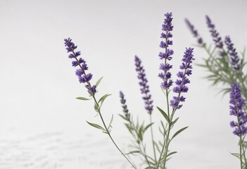 Naklejka premium Delicate lavender stems with purple flowers on white background, Provence, watercolor, stems, lavender