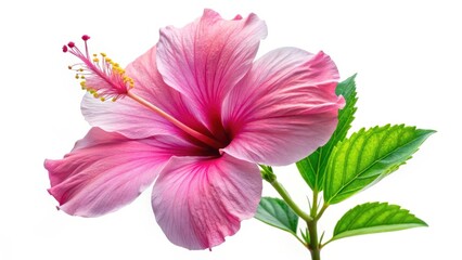 Obraz premium Hibiscus flower, Pink isolated on white background