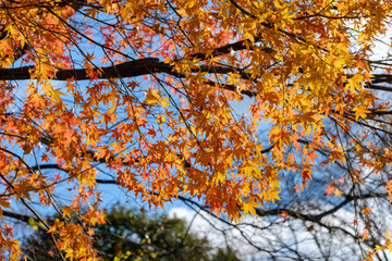 赤と黄色に染まる秋のモミジ