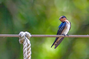 Portrait of the pacific swallow bird