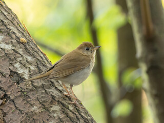 A Veery perched on the side of a tree trunk in woodland