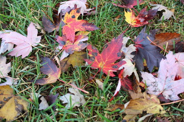 Fall leaves turning