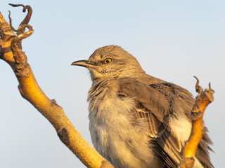 A close up of a Northern Mockingbird sitting up on a bare branch