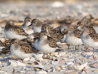 A small fock of Semipalmated Sandpipers in alternate, summer plumage resting on the shore