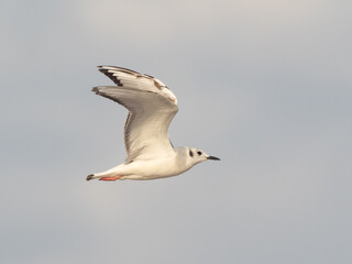 An immature Bonaparte's Gull in flight showing the underwing
