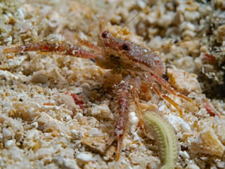Squat Lobster, Galatheidae, Pulau Bangka, North Sulawesi, Indonesia