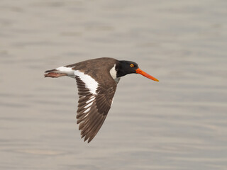 An adult American Oystercatcher in flight over water