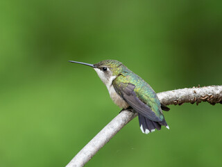Fototapeta premium Close up of a female Ruby-throated Hummingbird perched on a twig
